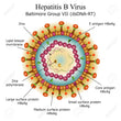 HEPATITIS B ENVELOPE ANTIGEN (HBeAg) >