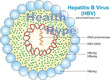HEPATITIS B ENVELOPE ANTIBODY (Anti HBe) >